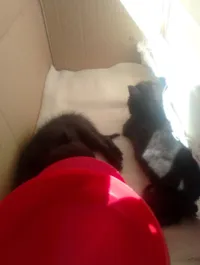 Gatinhos abandonados