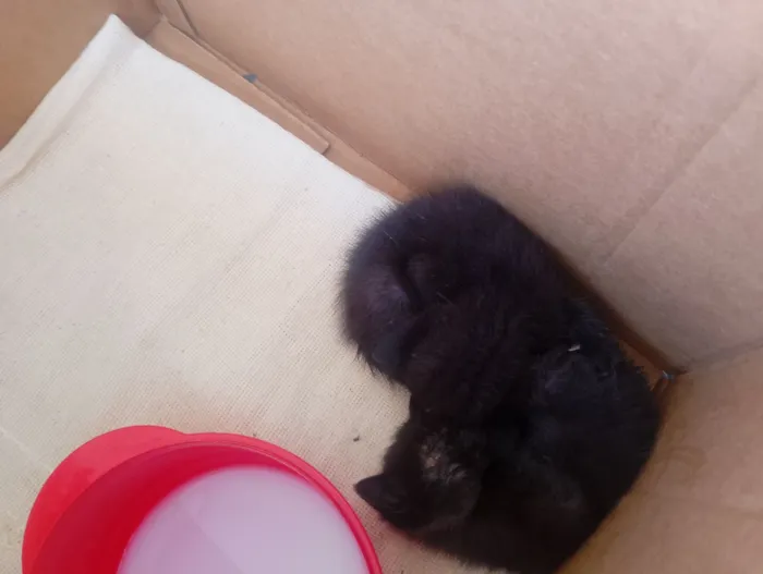 Gatinhos abandonados