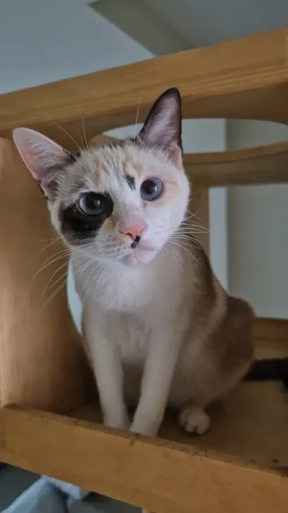 Gato raça SRD-ViraLata idade 7 a 11 meses nome Íris 