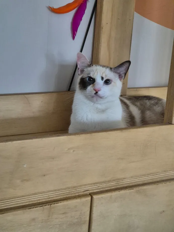 Gato raça SRD-ViraLata idade 7 a 11 meses nome Íris 