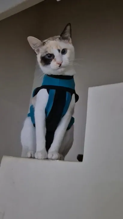 Gato raça SRD-ViraLata idade 7 a 11 meses nome Íris 