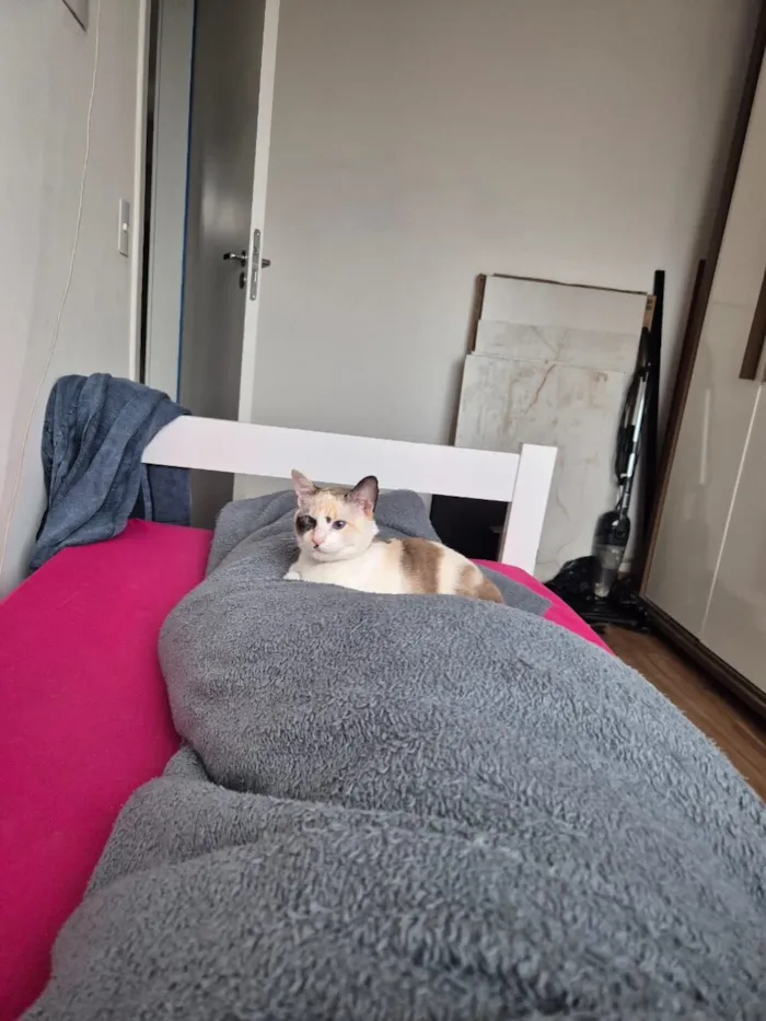 Gato raça SRD-ViraLata idade 7 a 11 meses nome Íris 