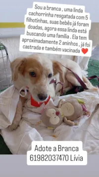 Cachorro raça SRD-ViraLata idade 2 anos nome Branca 
