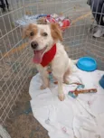 Cachorro raça SRD-ViraLata idade 2 anos nome Branca 