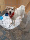 Cachorro raça SRD-ViraLata idade 2 anos nome Branca 