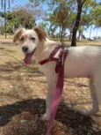 Cachorro raça SRD-ViraLata idade 2 anos nome Branca 