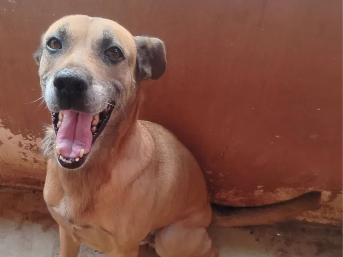 Cachorro raça SRD-ViraLata idade 7 a 11 meses nome Meg