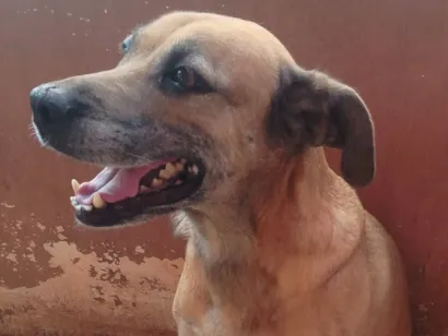 Cachorro raça SRD-ViraLata idade 7 a 11 meses nome Meg