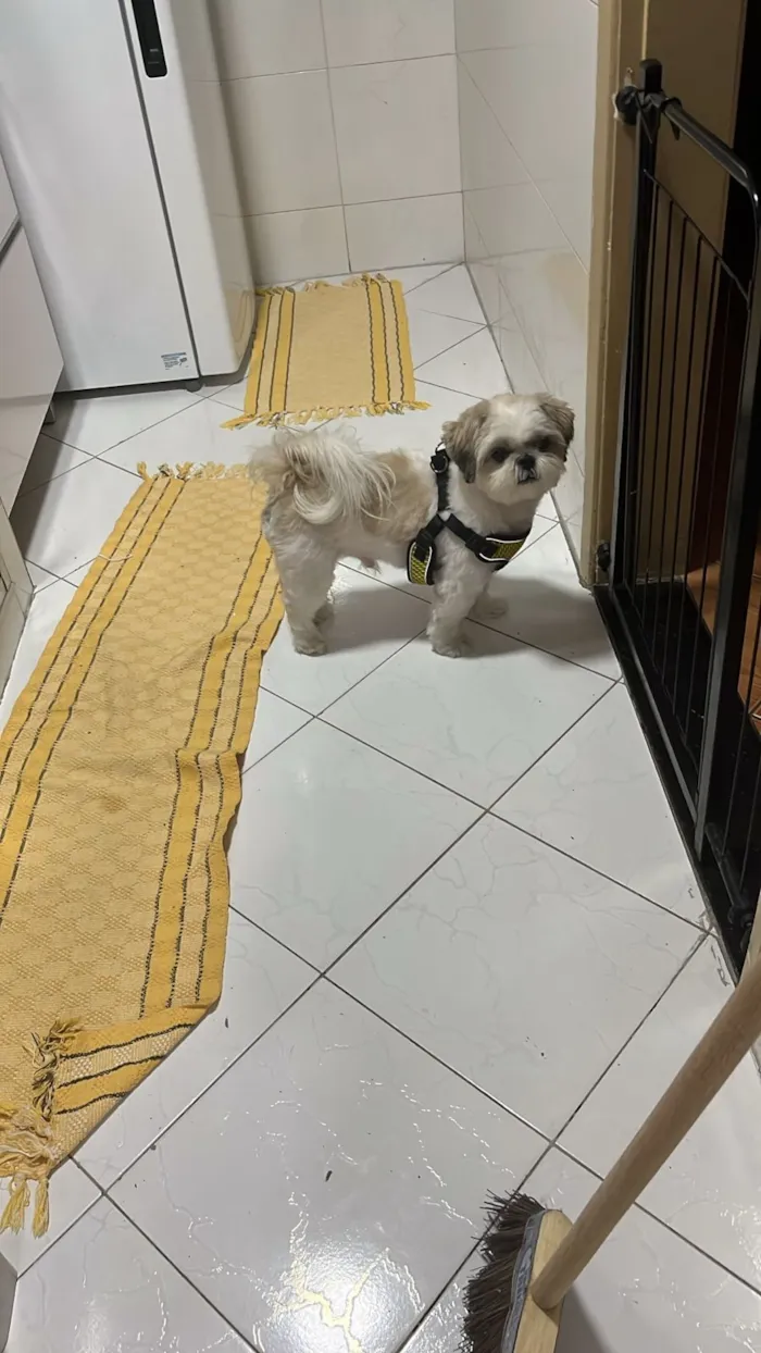 Cachorro raça Shitzu idade 4 anos nome LUKE
