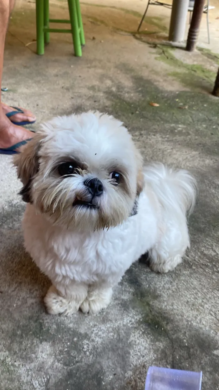Cachorro raça Shitzu idade 4 anos nome LUKE
