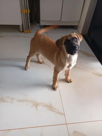 Cachorro raça SRD-ViraLata idade 2 a 6 meses nome Princesa 