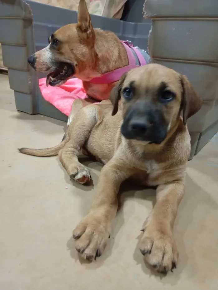 Cachorro raça SRD-ViraLata idade 2 a 6 meses nome Princesa 