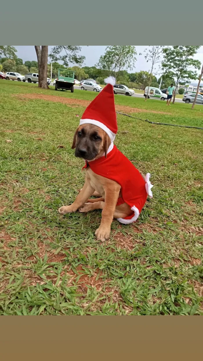 Cachorro raça SRD-ViraLata idade 2 a 6 meses nome Princesa 