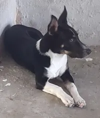 Cachorro raça SRD-ViraLata idade 7 a 11 meses nome Thor