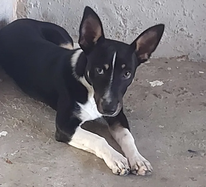 Cachorro raça SRD-ViraLata idade 7 a 11 meses nome Thor