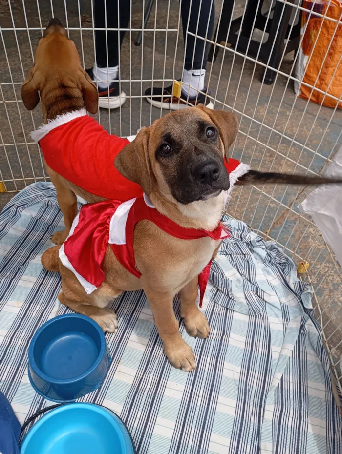 Cachorro raça SRD-ViraLata idade 2 a 6 meses nome Princesa 