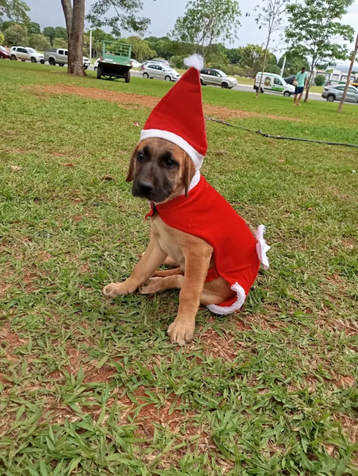 Cachorro raça SRD-ViraLata idade 2 a 6 meses nome Princesa 