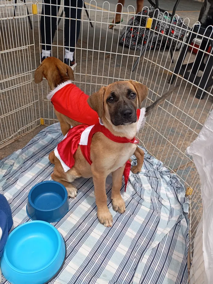 Cachorro raça SRD-ViraLata idade 2 a 6 meses nome Princesa 