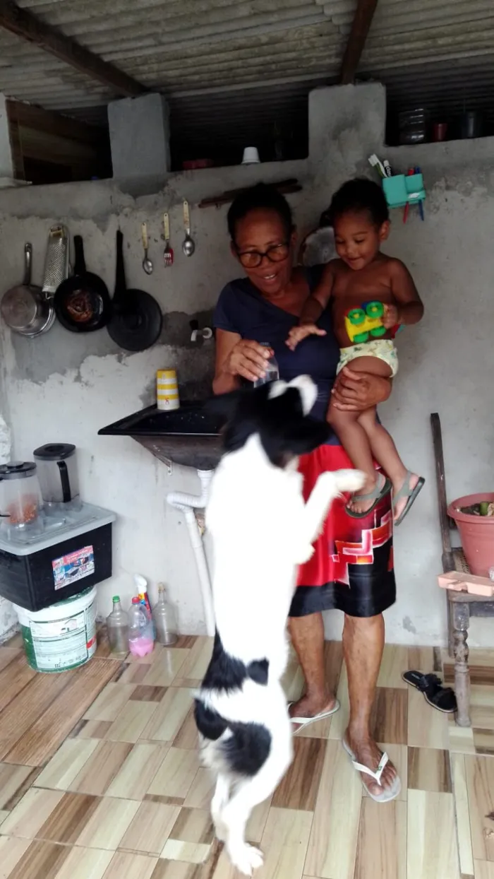 Cachorro raça SRD-ViraLata idade 1 ano nome Lula