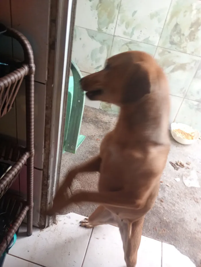 Cachorro raça SRD-ViraLata idade 2 anos nome Penélope 