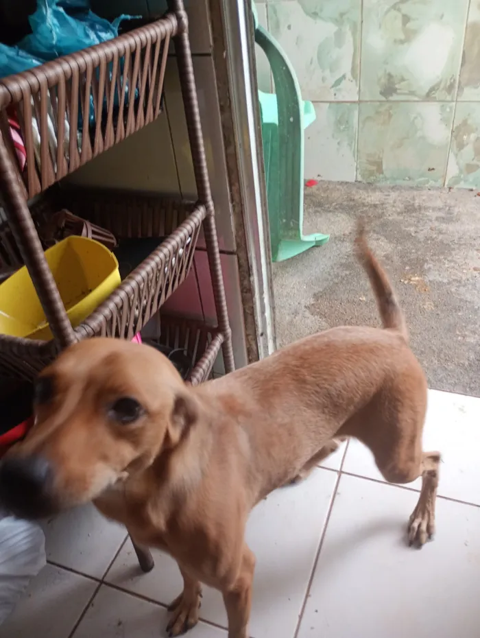 Cachorro raça SRD-ViraLata idade 2 anos nome Penélope 