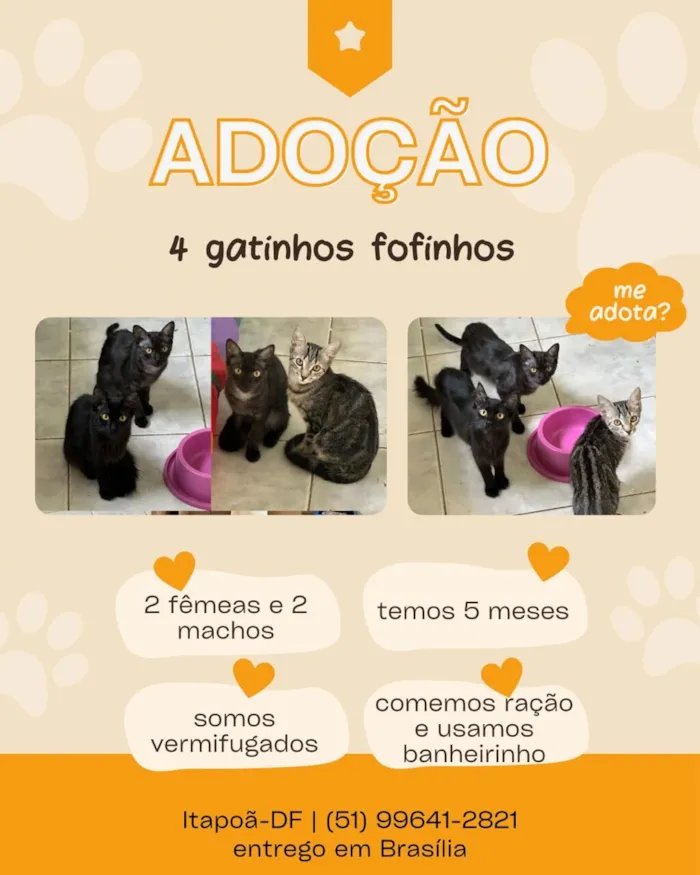 Família com 4 gatinhos