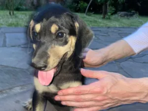 Cachorro raça SRD-ViraLata idade 2 a 6 meses nome Sem nome