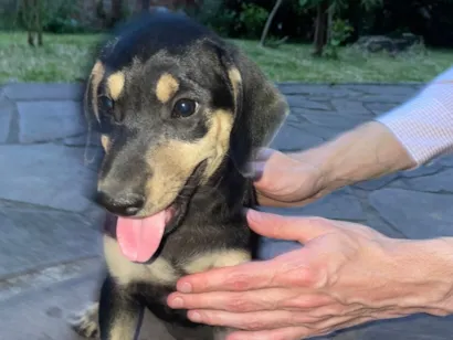 Cachorro raça SRD-ViraLata idade 2 a 6 meses nome Sem nome