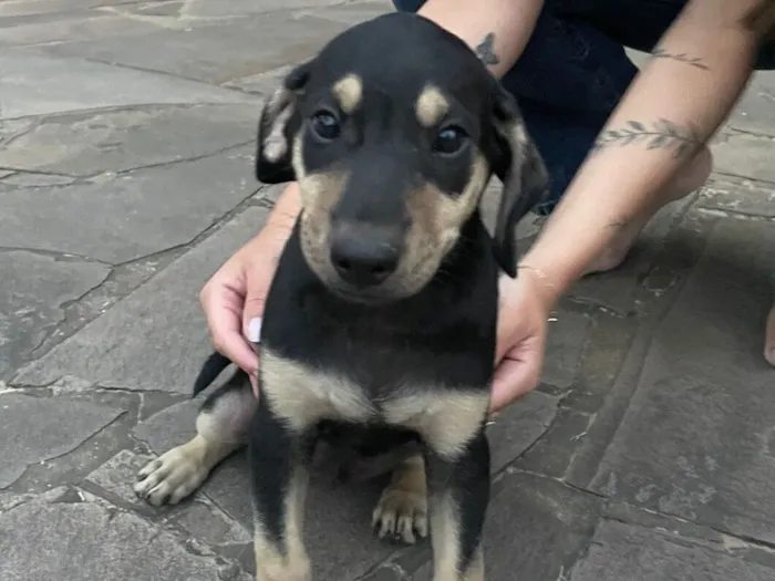 Cachorro raça SRD-ViraLata idade 2 a 6 meses nome Sem nome