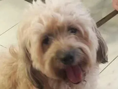 Cachorro raça Poodle idade 3 anos nome Bruce