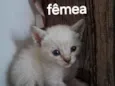 Fêmea 
