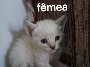 Gato raça SRD-ViraLata idade 2 a 6 meses nome Fêmea 