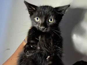 Gato raça SRD-ViraLata idade 2 a 6 meses nome Macho 