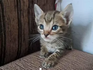 Gato raça SRD-ViraLata idade 2 a 6 meses nome Macho 