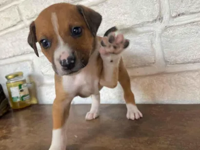 Cachorro raça SRD-ViraLata idade Abaixo de 2 meses nome sem nome ainda