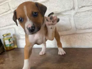 Cachorro raça SRD-ViraLata idade Abaixo de 2 meses nome sem nome ainda
