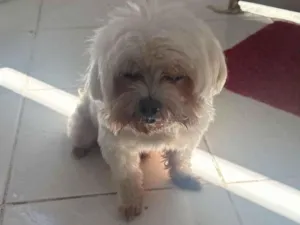 Cachorro raça Maltês idade 6 ou mais anos nome Gigante