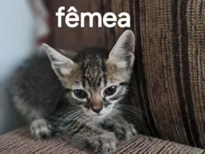 Gato raça SRD-ViraLata idade 2 a 6 meses nome Fêmea 