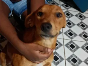 Cachorro raça SRD-ViraLata idade 7 a 11 meses nome Gordo