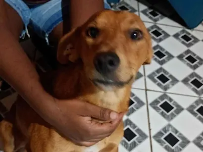 Cachorro raça SRD-ViraLata idade 7 a 11 meses nome Gordo