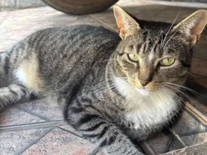 Gato raça SRD-ViraLata idade 6 ou mais anos nome Chaninho