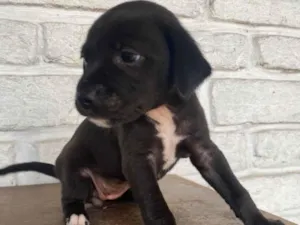 Cachorro raça SRD-ViraLata idade Abaixo de 2 meses nome sem nome