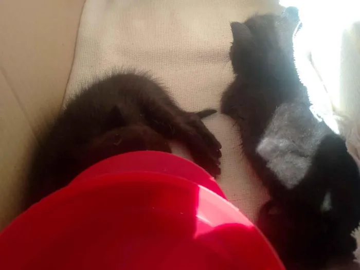 Gato raça SRD-ViraLata idade Abaixo de 2 meses nome Gatinhos abandonados