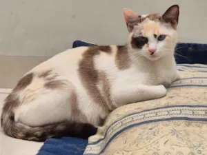 Gato raça SRD-ViraLata idade 7 a 11 meses nome Íris 