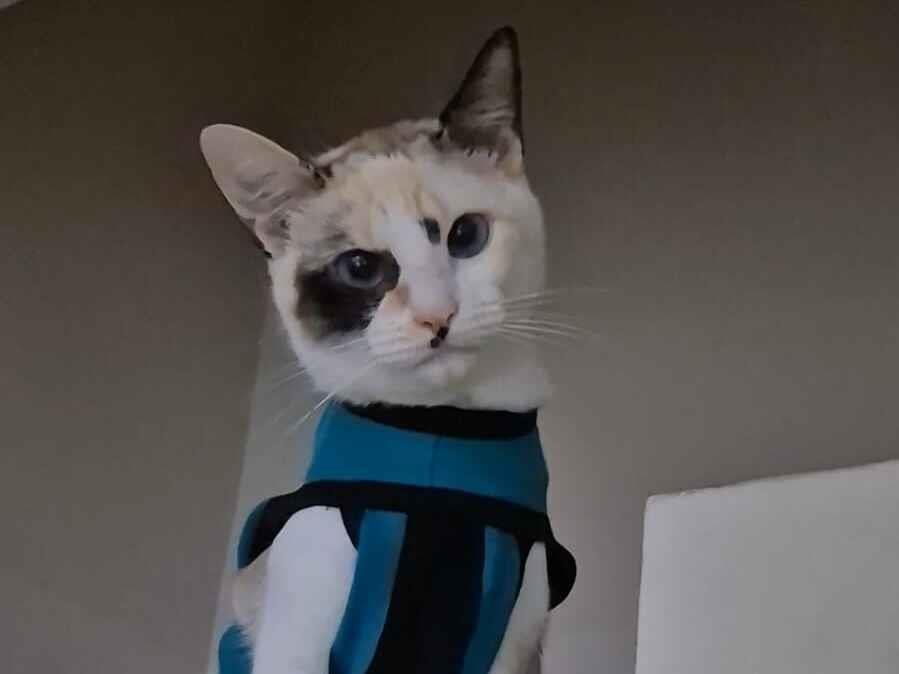 Gato raça SRD-ViraLata idade 7 a 11 meses nome Íris 