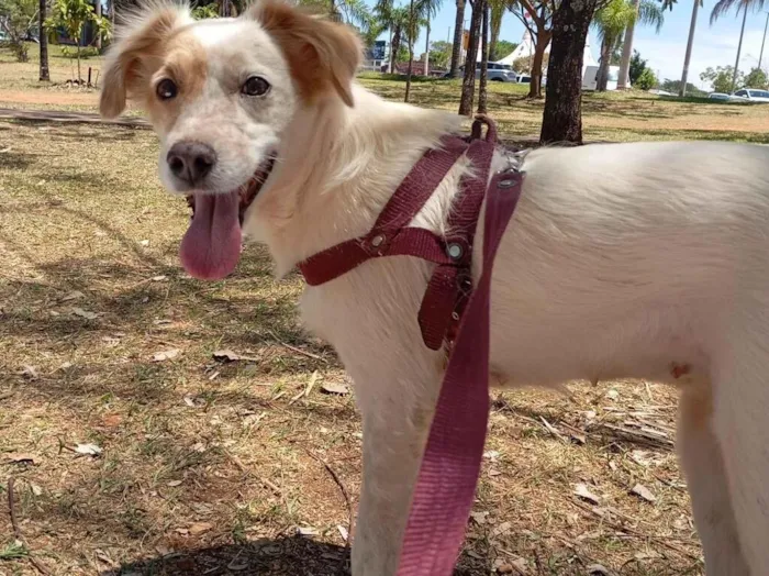 Cachorro raça SRD-ViraLata idade 2 anos nome Branca 