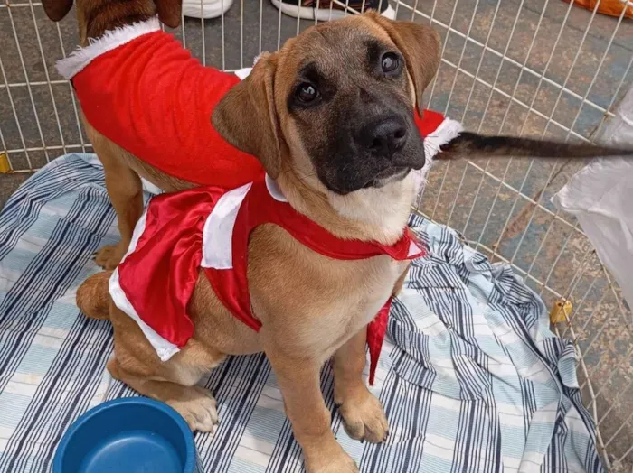 Cachorro raça SRD-ViraLata idade 2 a 6 meses nome Princesa 