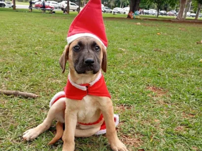 Cachorro raça SRD-ViraLata idade 2 a 6 meses nome Princesa 