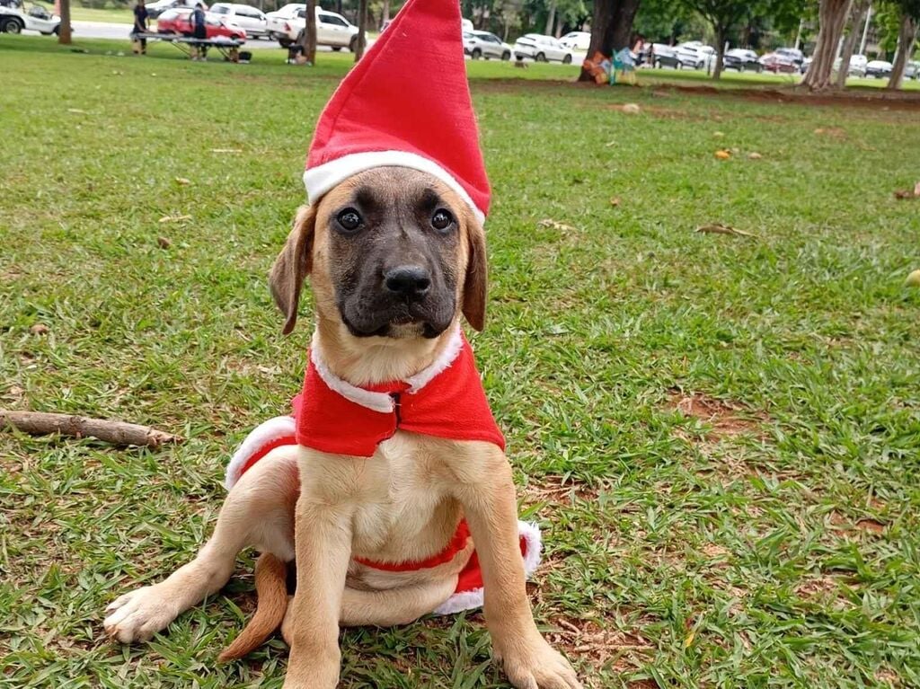 Cachorro raça SRD-ViraLata idade 2 a 6 meses nome Princesa 