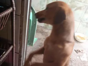 Cachorro raça SRD-ViraLata idade 2 anos nome Penélope 